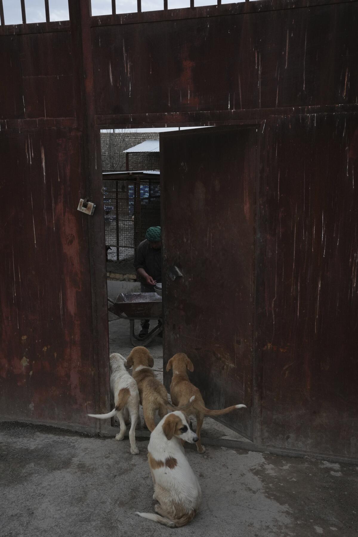 Stray dogs in a shelter.