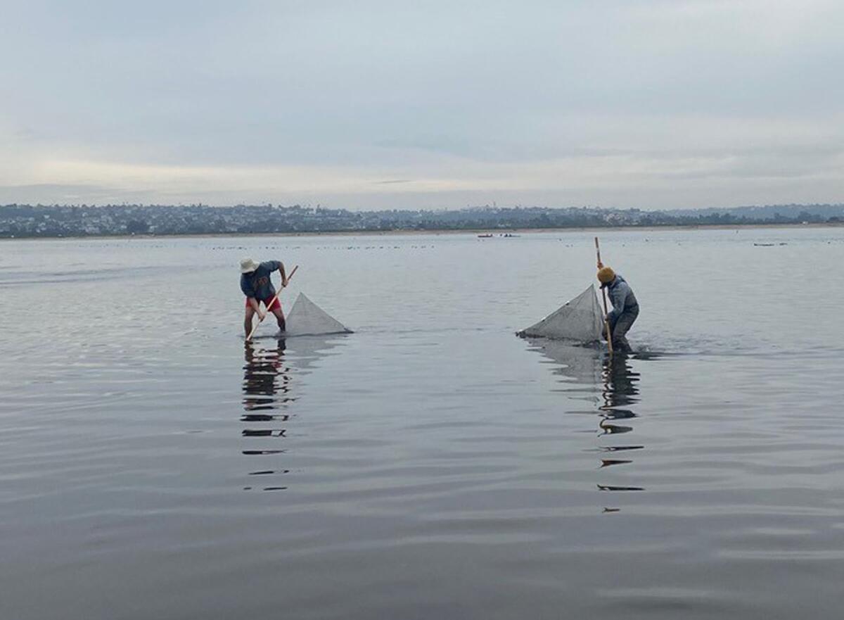 Adults seining for fish on an overcast day at a Wander the Wetlands event in the Kendall-Frost Mission Bay Marsh Reserve.