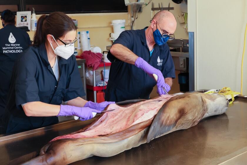 The Marine Mammal Center's Chief Pathologist Dr. Padraig Duignan (right) and Pathology Fellow Dr. Maggie Martinez (left) make initial surgical cuts during a necropsy, or animal autopsy, on a diseased California sea lion that was humanely euthanized due to untreatable cancer. While there is more to be learned about the complex factors that play into the development of this disease, what the Center's scientists learn from these animals contributes to research that could eventually lead to cures for humans.