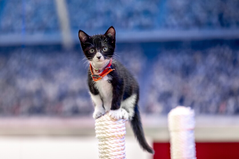 "Kitten Bowl VIII"