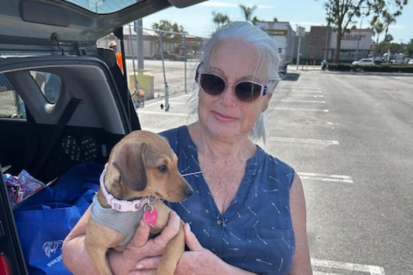 Pet owner Susie get veterinary care for her Chihuahua mix at a free clinic Feb. 27.