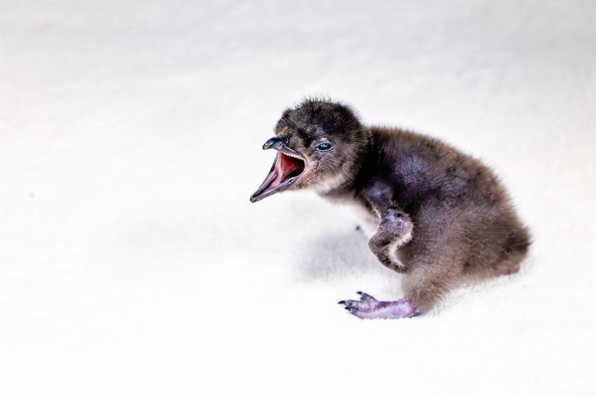 The Birch Aquarium welcomed its newest member in January, a little blue penguin chick.
