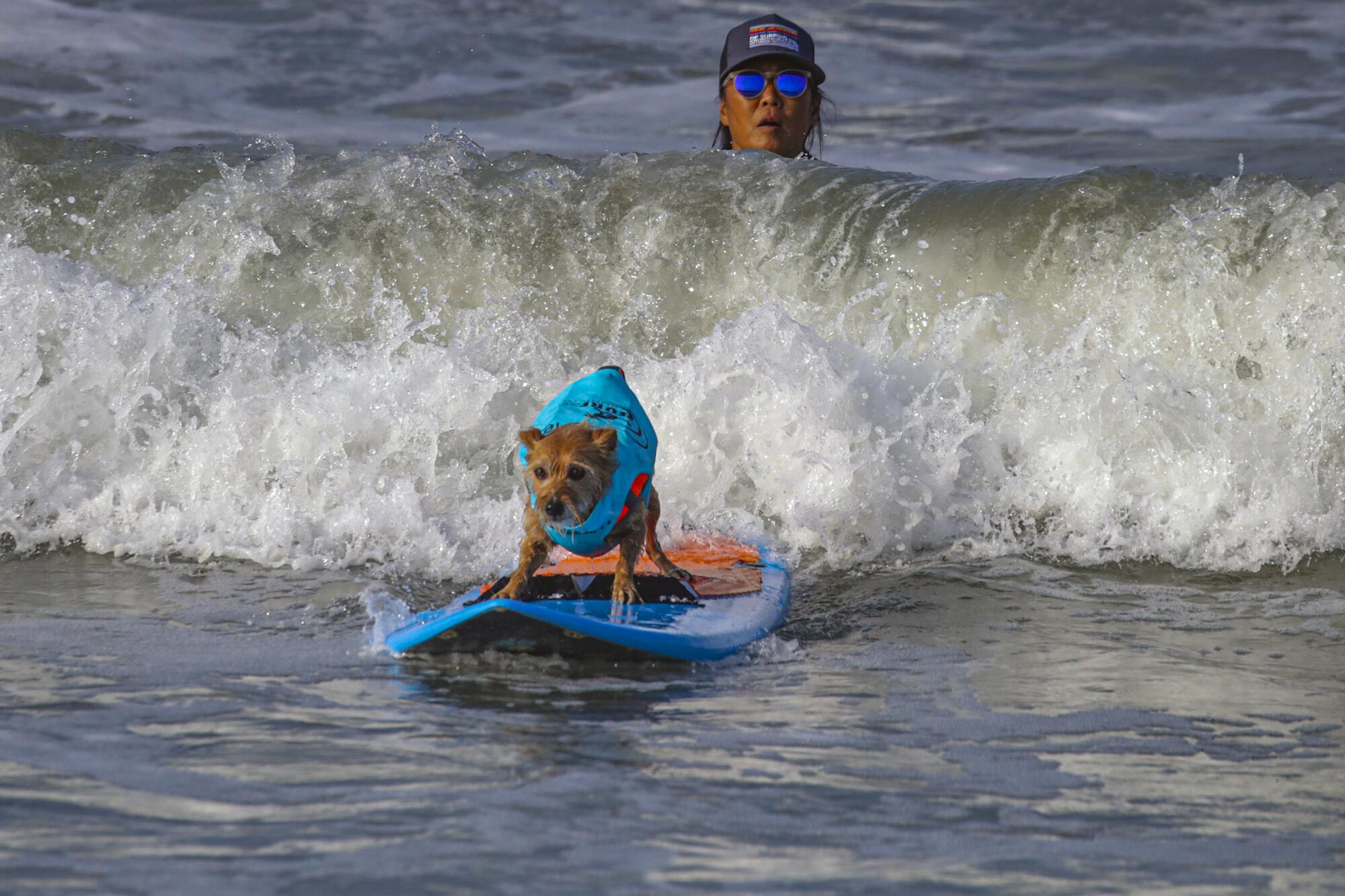 HuJill Nakano watches her dog Carson, a 7-year-old mixed terrier.