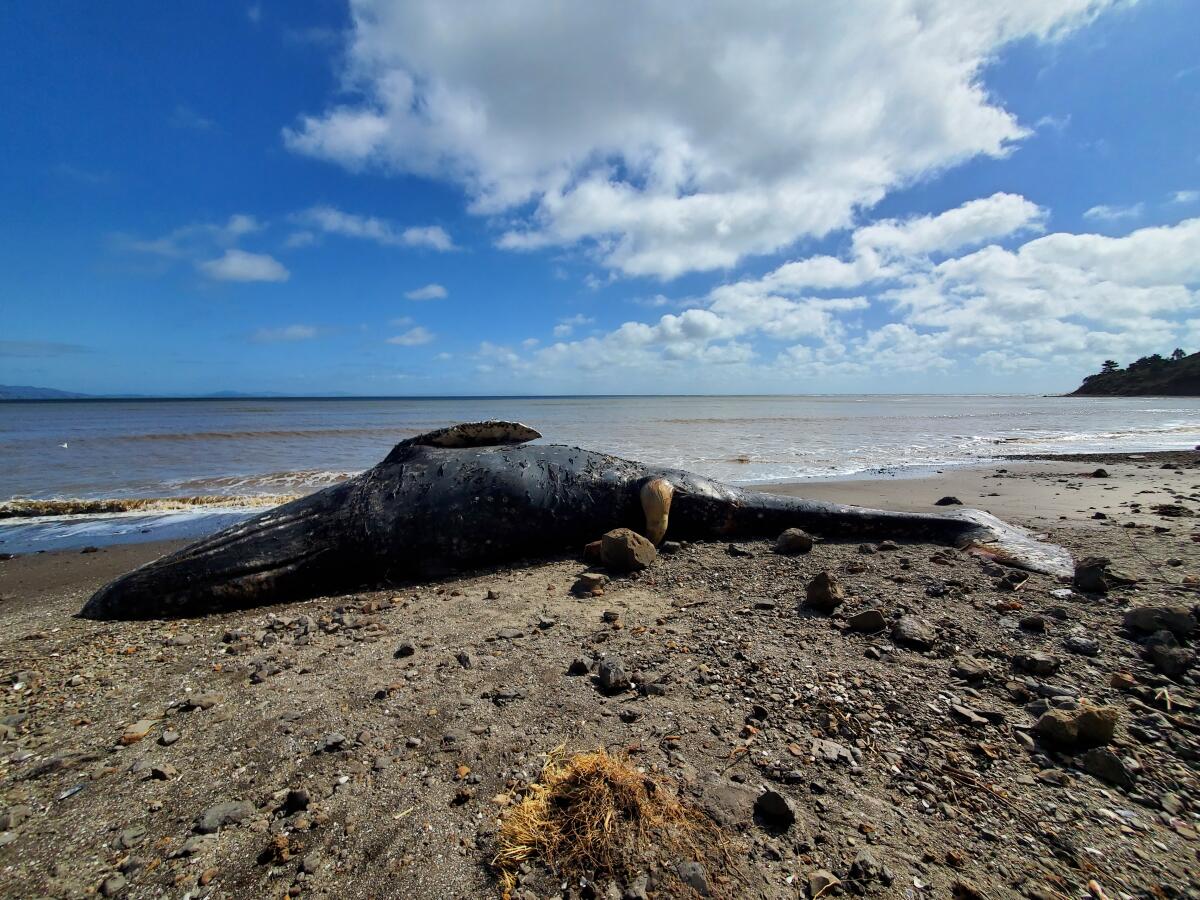 A dead gray whale is washed up on a beach.