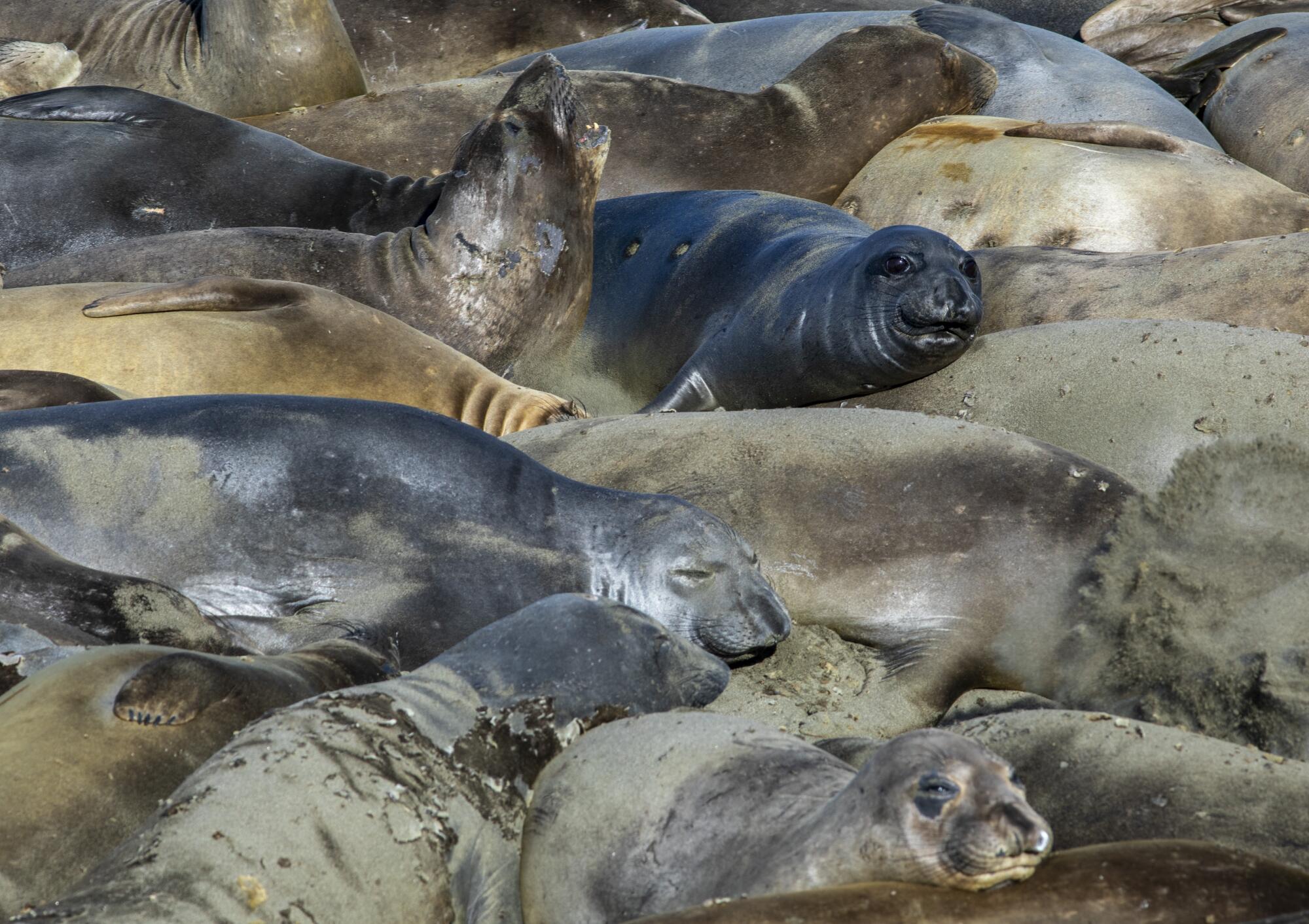A pile of sleepy elephant seals. 