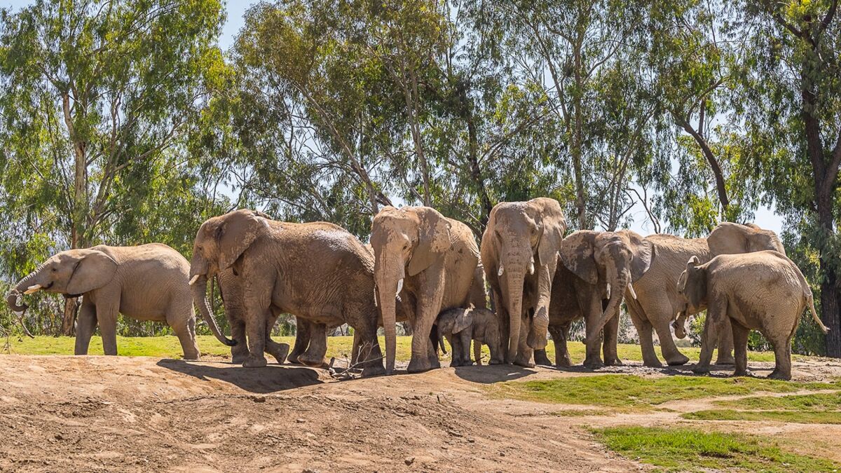 Opinion How elephants in the care of the San Diego Zoo Wildlife