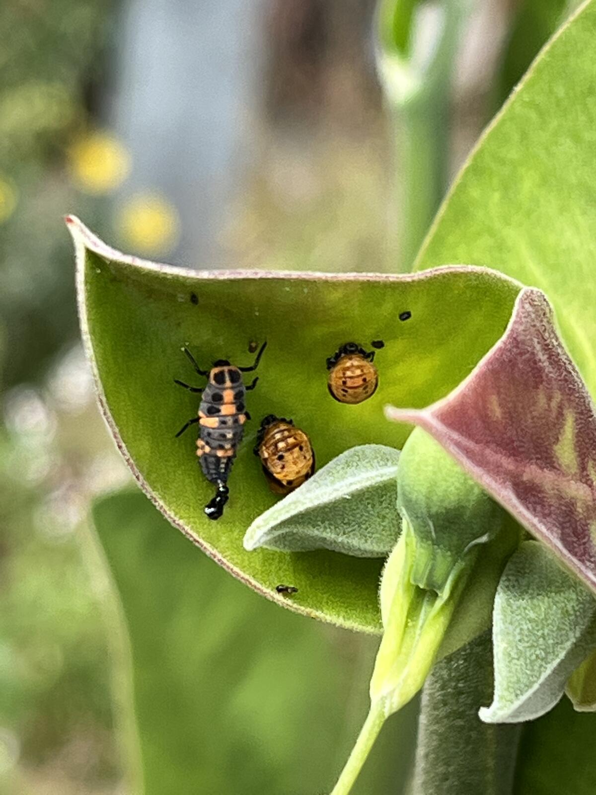 Garden Mastery: At any life stage, ladybugs area garden's friend - The San  Diego Union-Tribune