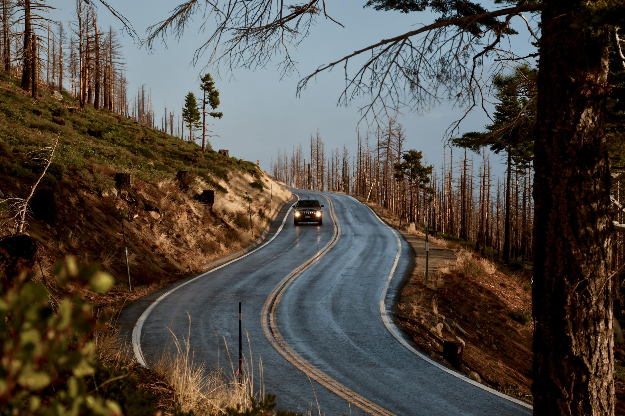 Blackened trees along Highway 89 near Emerald Bay are remnants of the Emerald fire of 2016.