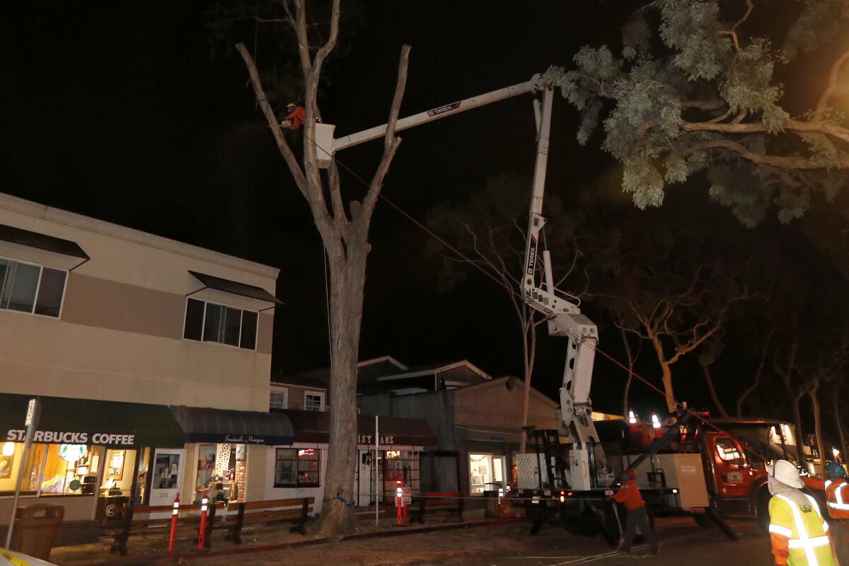 A worker cuts branches off a decaying eucalyptus tree outside Starbucks along Balboa Island's Marine Avenue in Newport Beach early Monday. Three other trees on the street got a temporary reprieve.