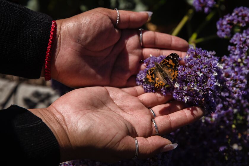 A view of a butterfly after it was released to honor the lives lost over the last year at St. PaulOs PACE (Program of All-inclusive Care for the Elderly), in El Cajon on April 28, 2021. PACE and Silverado Hospice partnered together to host the special ceremony.
