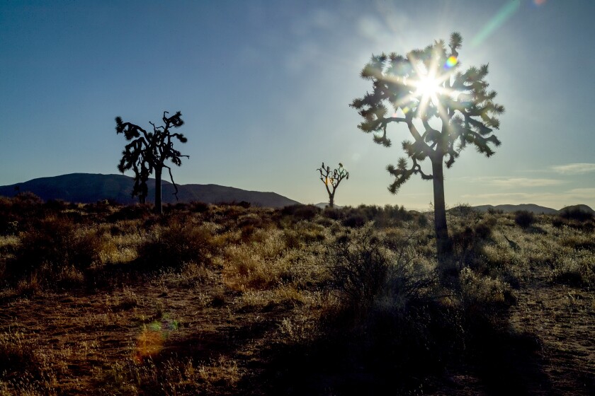 Three Joshua trees in the desert.