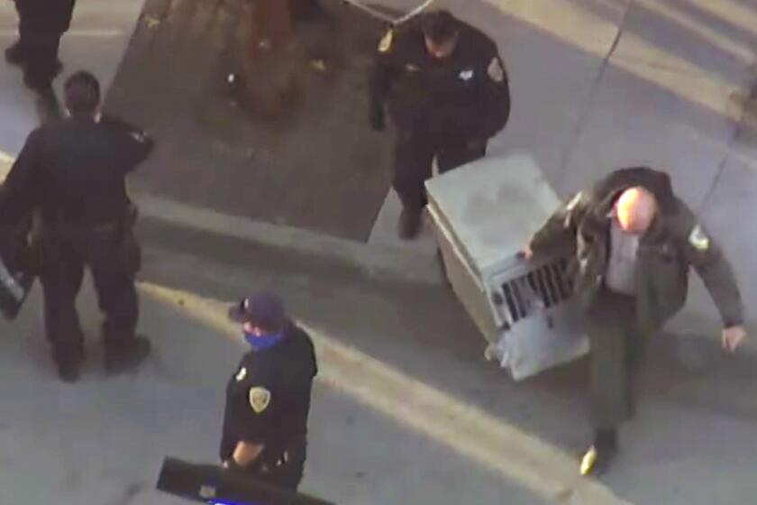 In this image from video by KGO-TV/ABC7, San Francisco police and animal control officers carry away a young mountain lion after it was captured Thursday, June 18, 2020 in San Francisco. The disoriented cougar roamed the streets of the city for two days until he was spotted by a police officer near Oracle Park, home of the San Francisco Giants. (KGO-TV/ABC7 via AP)