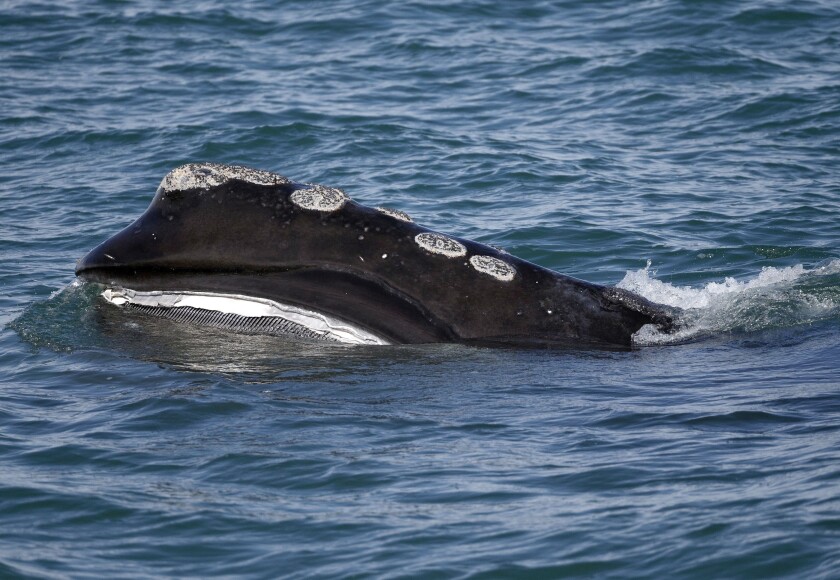 FILE - In this March 28, 2018, file photo, a North Atlantic right whale feeds on the surface of Cape Cod Bay off the coast of Plymouth, Mass. Authors of a new scientific study published in January 2022 say greater reliance on genetic testing of baby whales and their mothers may help save the rare species from extinction. (AP Photo/Michael Dwyer, File)