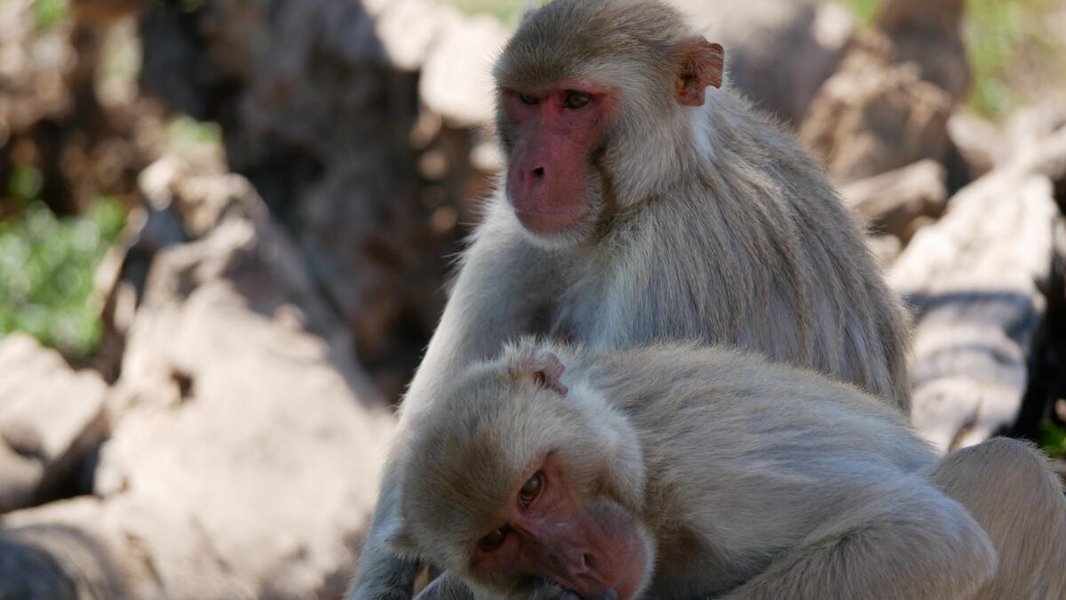 Same-sex relationships have upsides for rhesus macaques, study finds - Los  Angeles Times