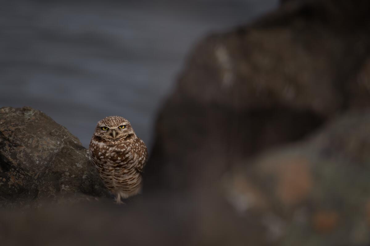 A burrowing owl in a busy park in Contra Costa County hidden among the rocky shoreline.