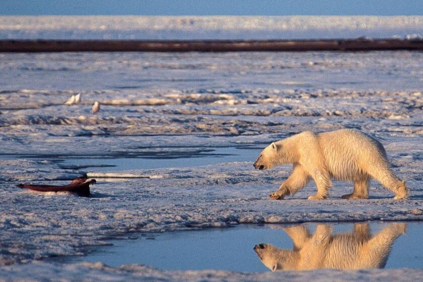 A polar bear walks in the Arctic National Wildlife Refuge, a habitat at dire risk from global warming.