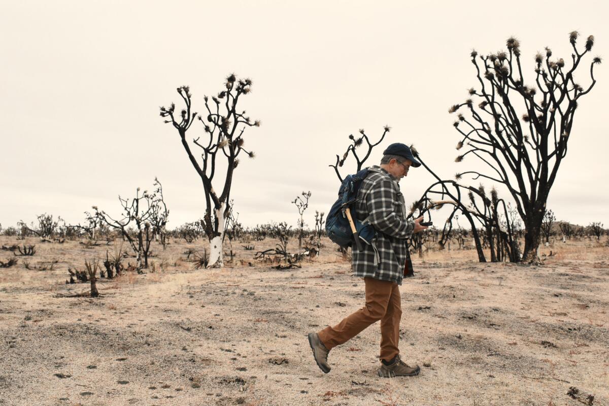 Chris Clarke walks past burned Joshua trees