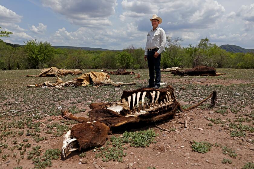 BUENAVISTA, SONORA - JULY 22: Marco Antonio Gutierrez, 55, of Buenavista, a cattle rancher, poses for a photo next to dead livestock that died of starvation lie on the dry and barren ground on Thursday, July 22, 2021 in Buenavista, Sonora. Gutierrez, who has lost cattle during the drought, has had to take up fishing to help earn income to buy bales of alfalfa to feed his cattle. Many poor ranchers rely on the rain to grow grass to feed their cattle. With no rain because of the drought many ranchers' cattle have died of starvation because there is no money to buy bales of alfalfa to feed livestock. Northern Mexico, Sonora ...drought has affected cattle ranching throughout Mexico and the U.S. but is also going to look at a larger question: In a warming world is there a future for cattle and most connected to the cattle industry. Trickle down effect. (Gary Coronado / Los Angeles Times)