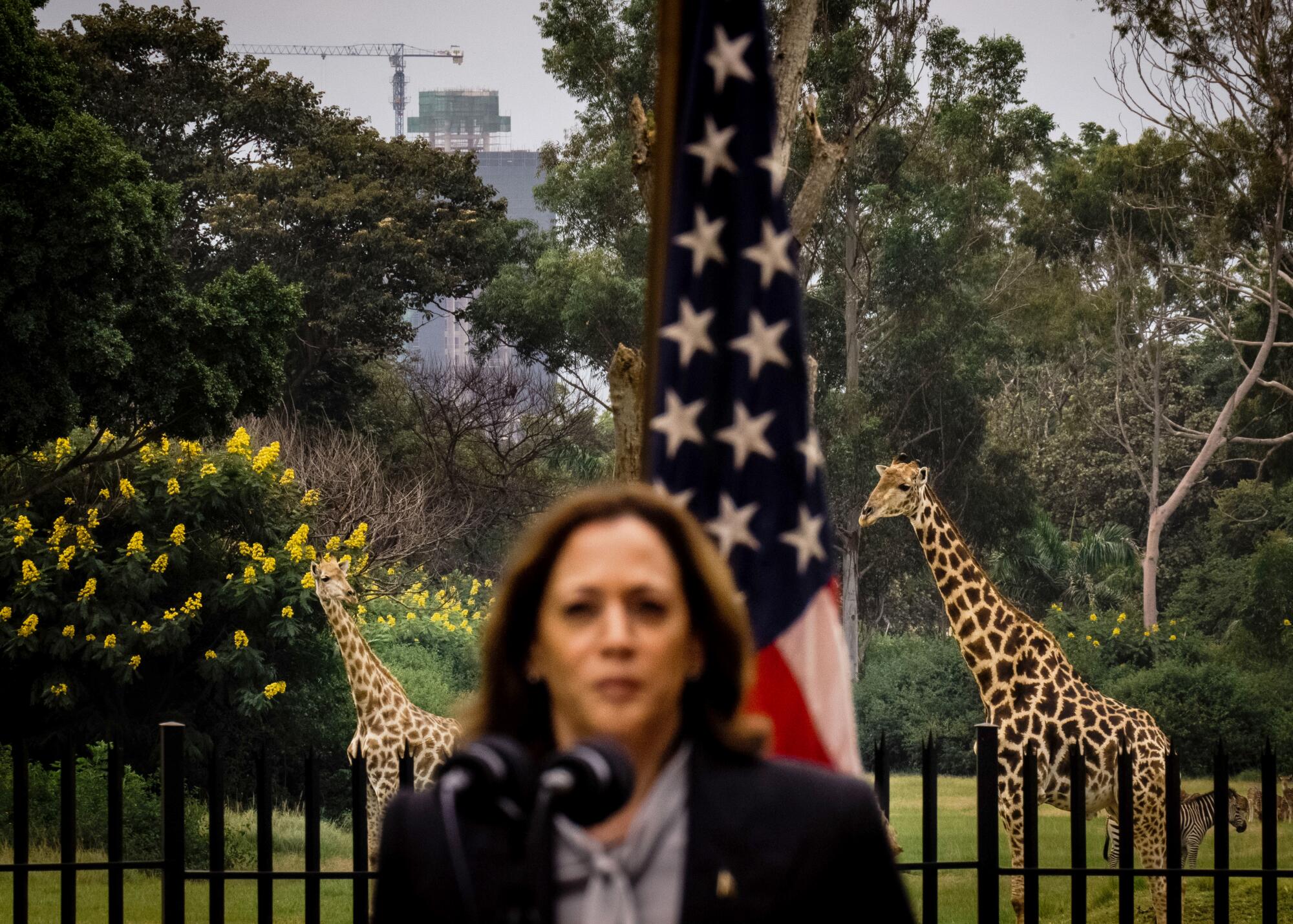 Giraffes are seen in the background as Vice President Kamala Harris speaks during a news conference in Zambia.