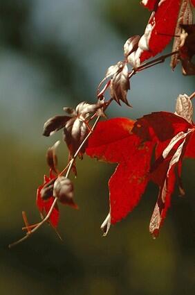 Foliage