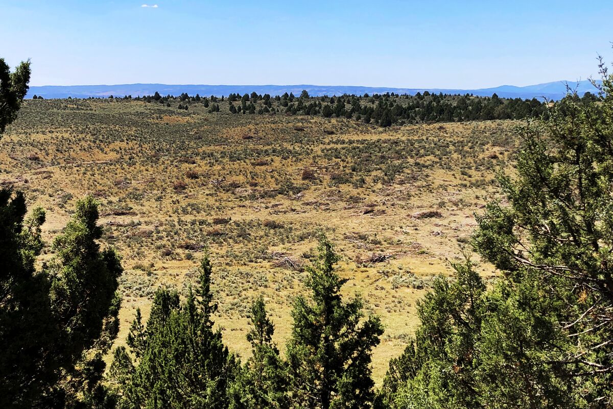 Junipers downed in Idaho to increase sage grouse habitat.