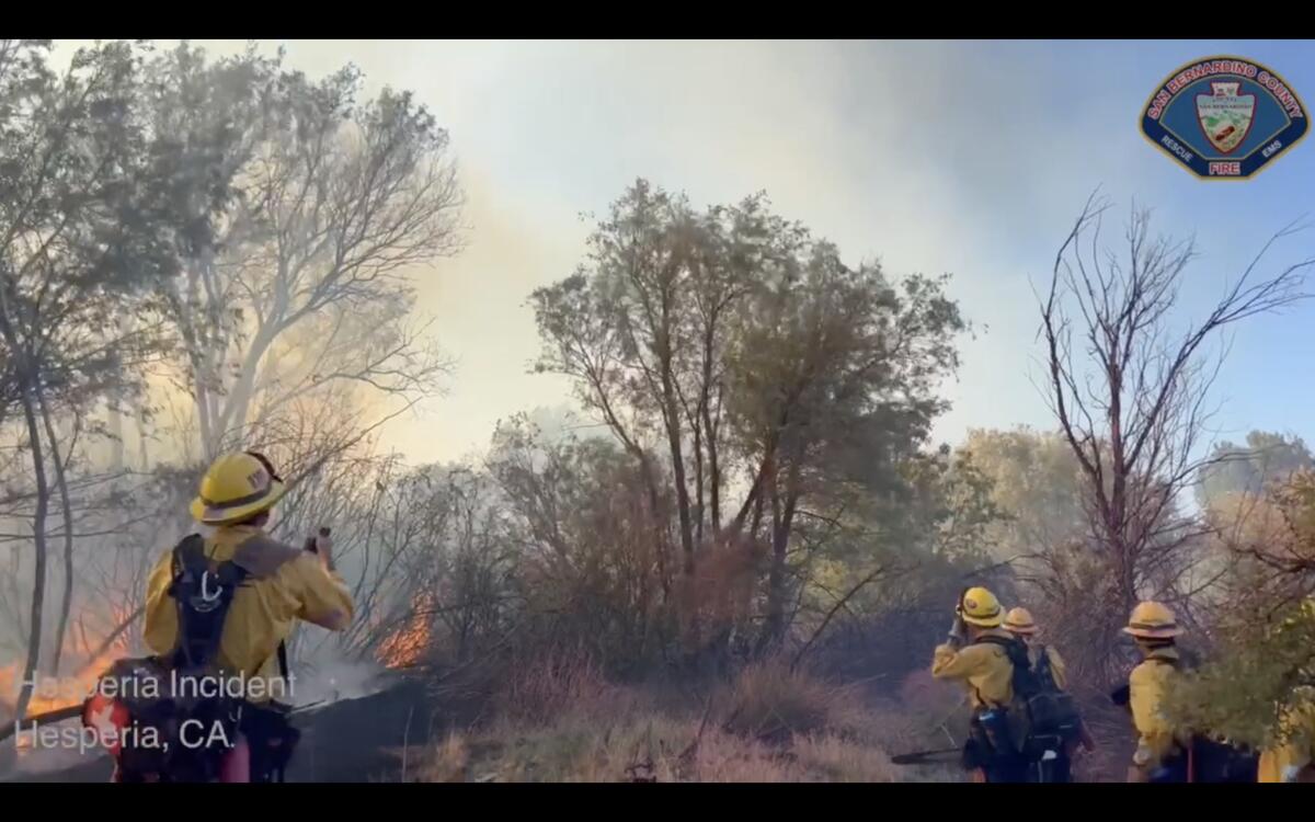 Firefighters near a brush fire and trees.
