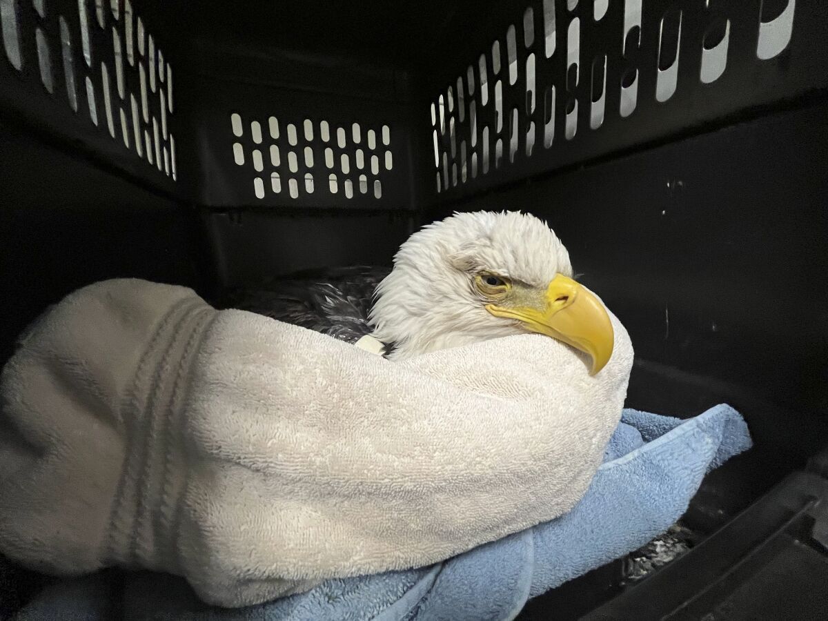 Tres águilas calvas mueren envenenadas; otras 10 enferman - San Diego  Union-Tribune en Español