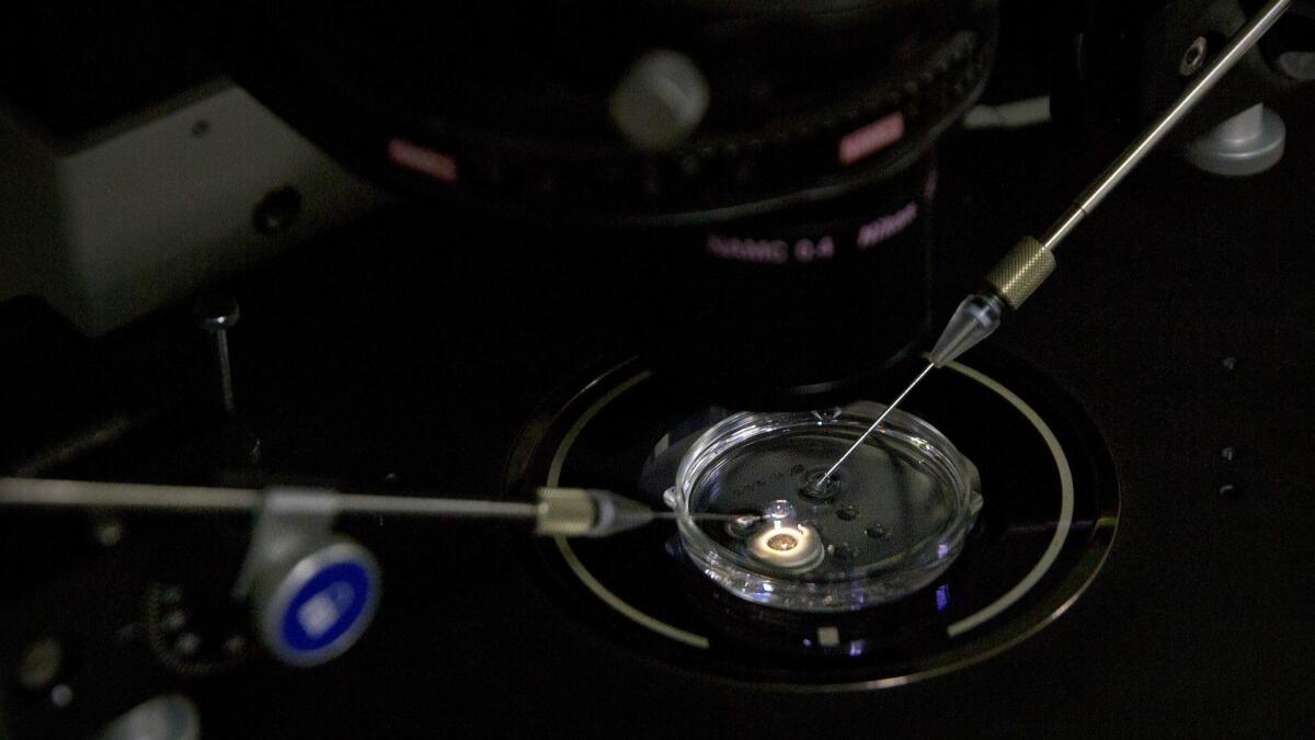 An embryo receives a small dose of gene-editing proteins and RNA in a sperm injection microscope in a Shenzhen laboratory. Chinese scientist He Jiankui claims he edited the DNA of twin girls to prevent them from acquiring HIV.