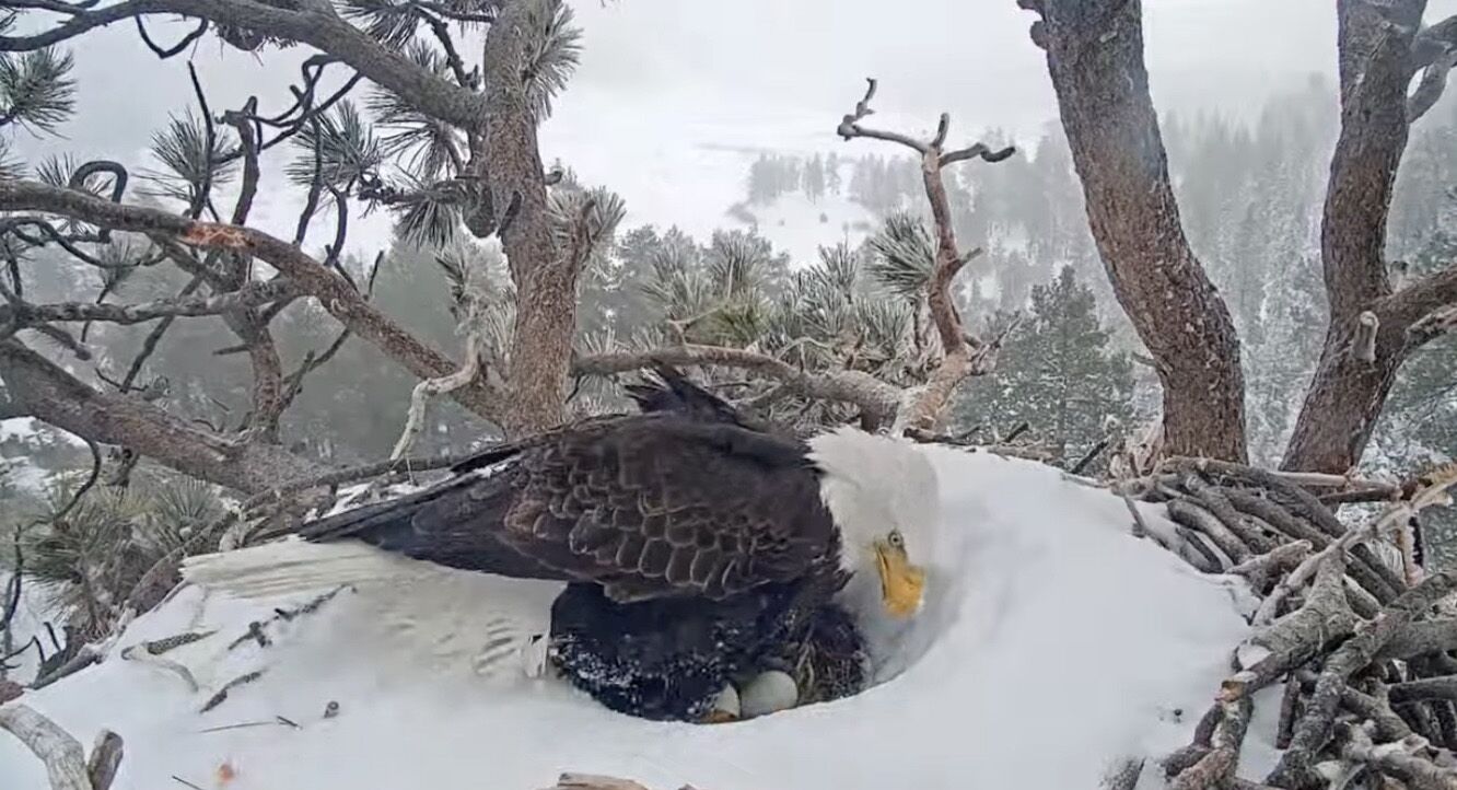 Will Big Bear's famous bald eagles welcome eaglets in the snow? Thousands watch for eggs to hatch