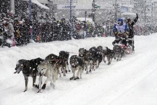 FILE - Jeff King takes his sled dog team through a snowstorm in downtown Anchorage, Alaska, March 4, 2022, during the ceremonial start of the Iditarod Trail Sled Dog Race. Only 33 mushers will participate in the ceremonial start of the Iditarod on Saturady, March 4, the smallest field ever. (AP Photo/Mark Thiessen, File)
