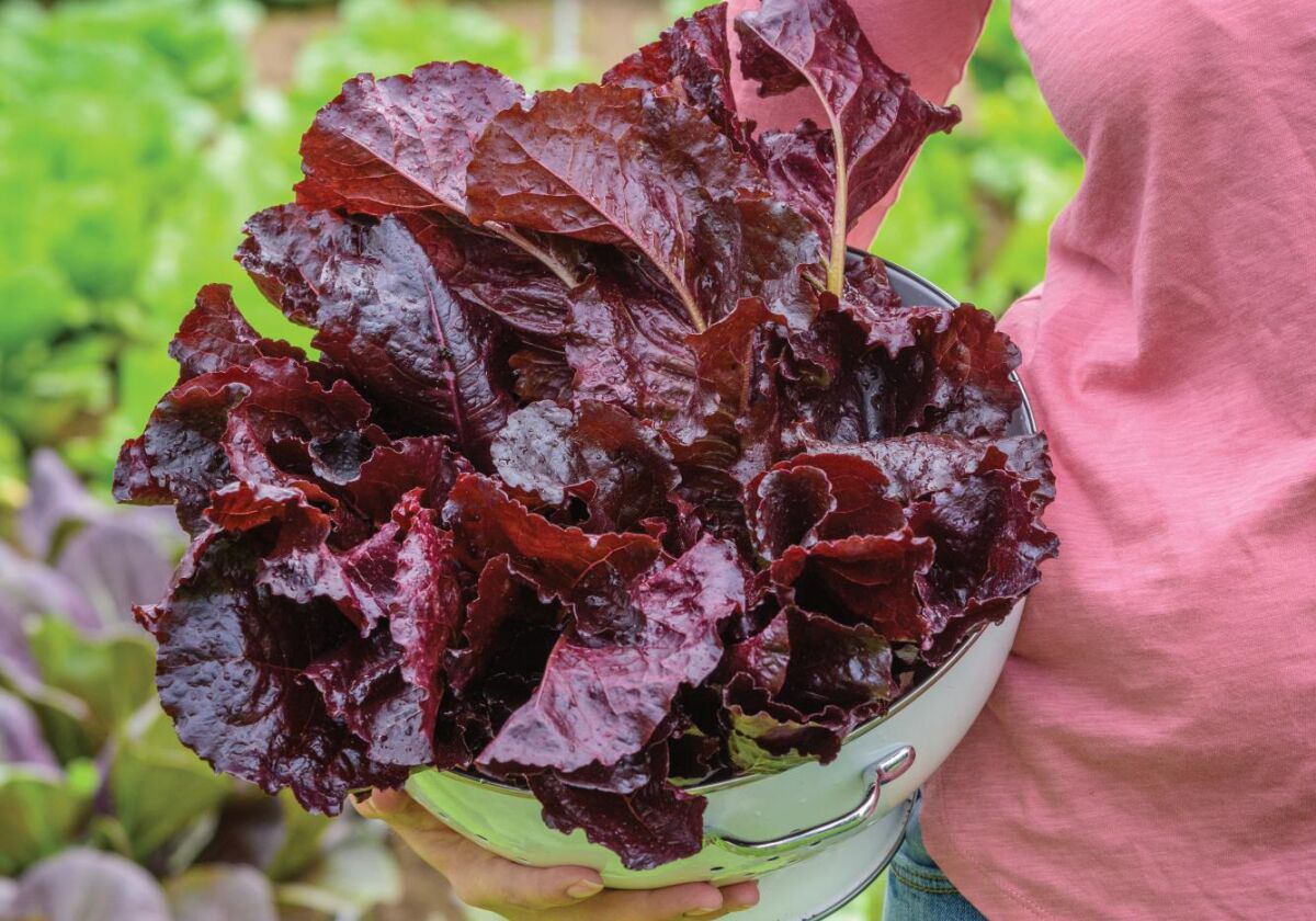 Burpee says 'Burgundy Delight' lettuce will grow well in San Diego's coastal locations.