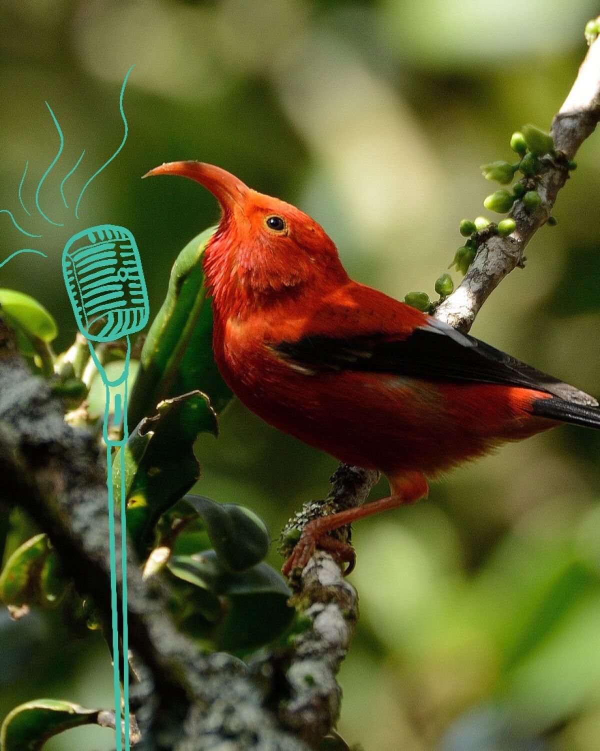 The iiwi, a species of Hawaiian honeycreeper, on Kauai.