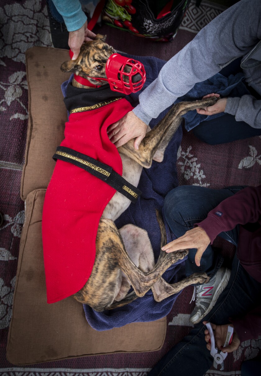 A brindle greyhound named Randy, wearing a red muzzle and blanker, lies on his side as people massage his head and legs.