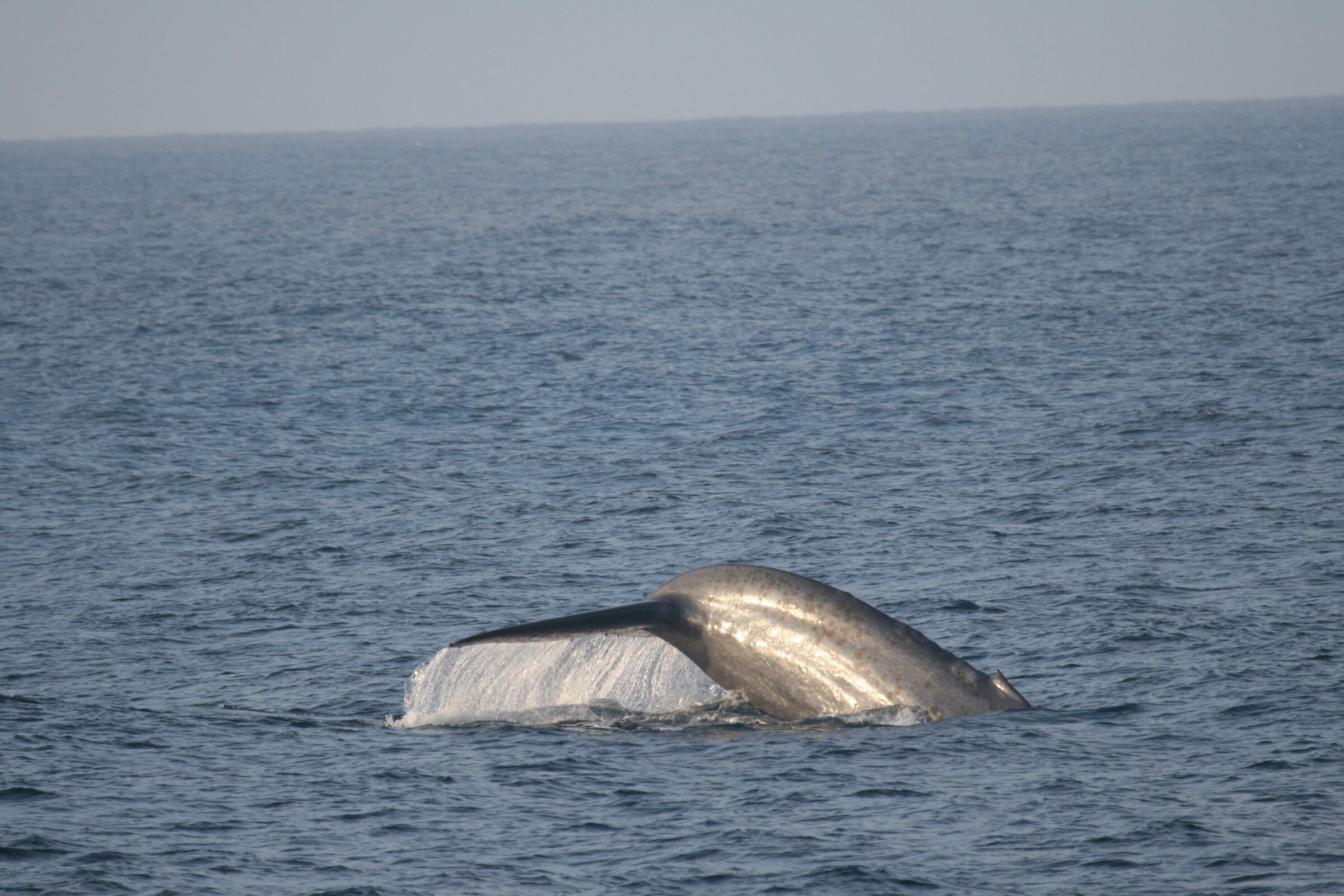 A blue whale off the coast of San Diego was seen fluking up out of the water before diving beneath the surface again.