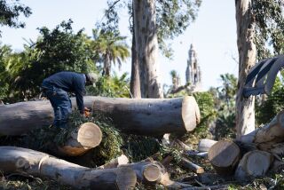 A city worker cuts a fallen tree into smaller pieces in Balboa park as the Santa Ana winds blow through San Diego on Jan. 26, 2022.