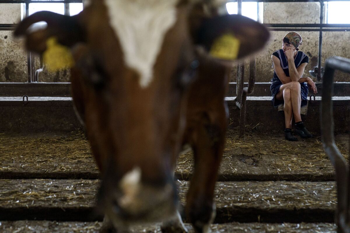 Halyna Borysenko espera para ordeñar vacas en la granja lechera KramAgroSvit en Dmytrivka, en la región de Donetsk, en el este de Ucrania, el miércoles 10 de agosto de 2022. Una de las últimas granjas lecheras en funcionamiento de la región ucraniana, KramAgroSvit hace todo lo posible para mantenerse a flote en medio de la devastadora invasión rusa, donde ni siquiera las vacas están a salvo. (AP Foto/David Goldman)