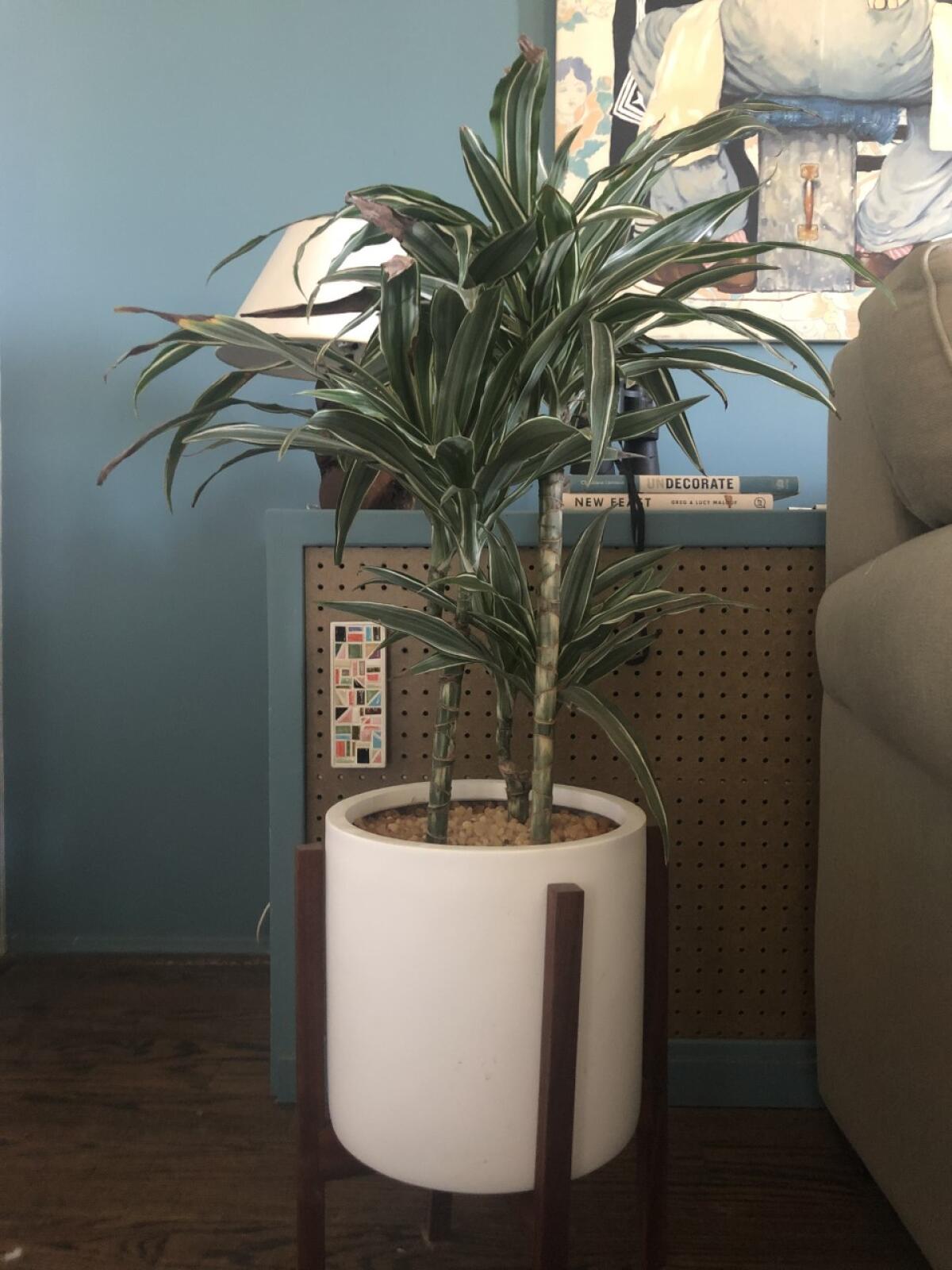 A plant in a white pot next to a couch.