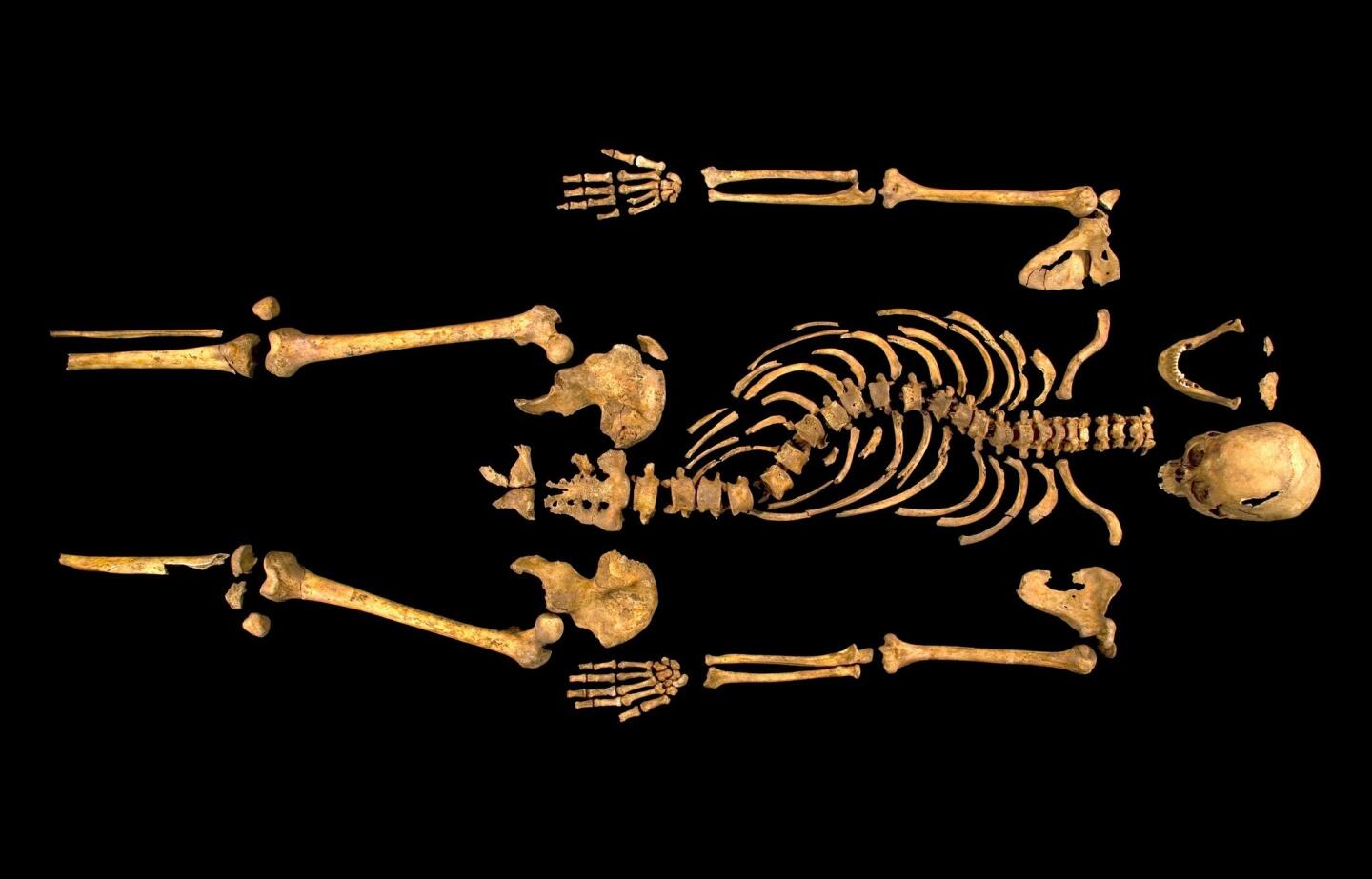 Excavated skeleton of King Richard III
