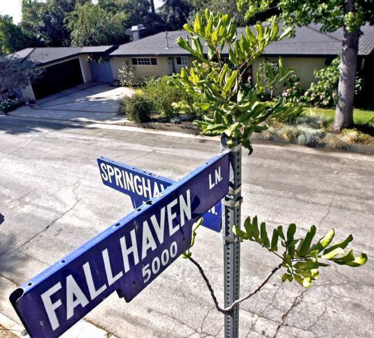 A tree has managed to spring through and out of a metal street post at least nine feet high at the corner of Springhaven and Fallhaven Lanes in La Canada Flintridge.