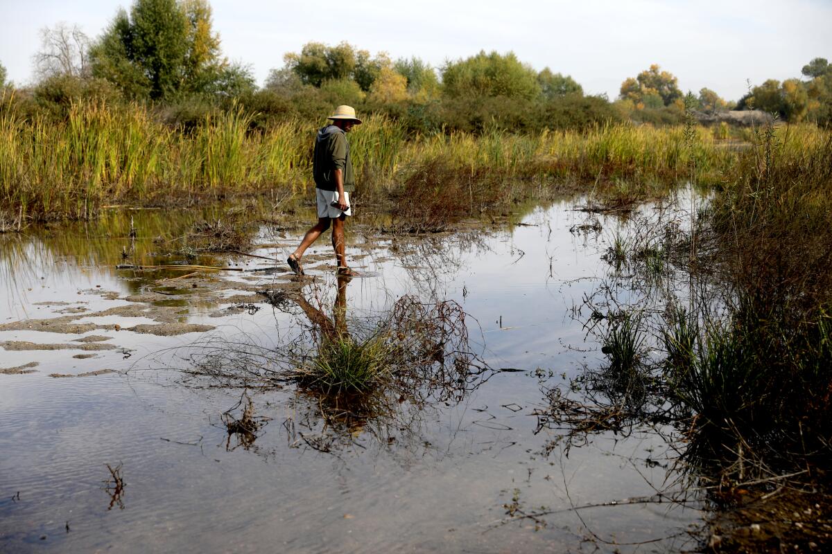 A man walks through a marsh-like area.