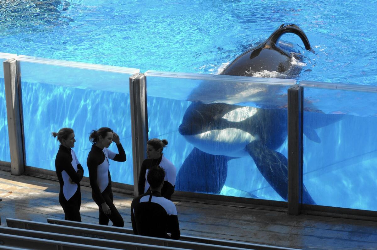 Killer whale Tilikum watches as SeaWorld Orlando trainers take a break at the theme park’s Shamu Stadium in Orlando, Fla., in March 2011.