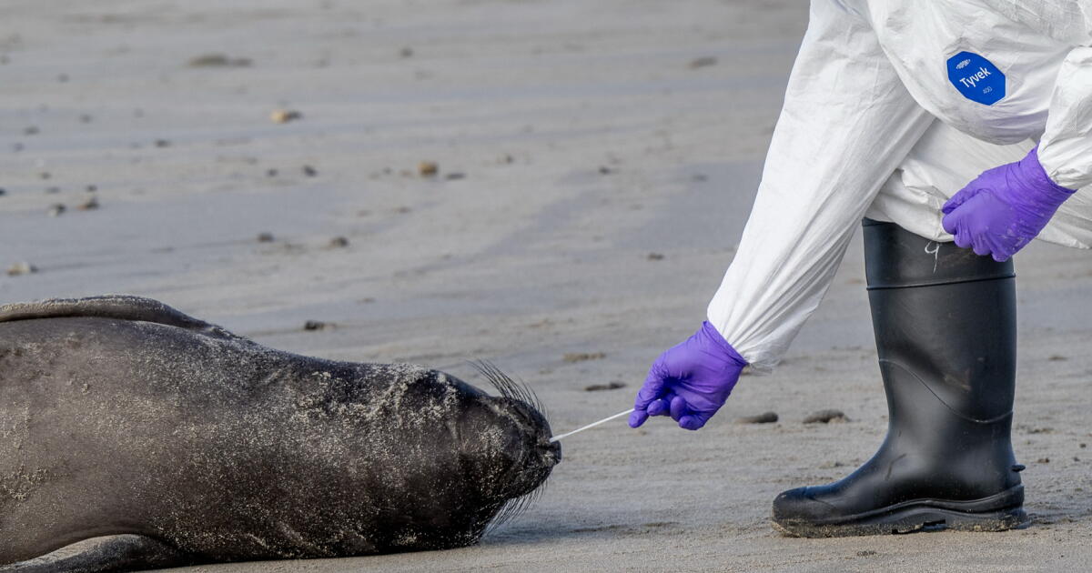 Deadly bird flu found in California elephant seals for the first time