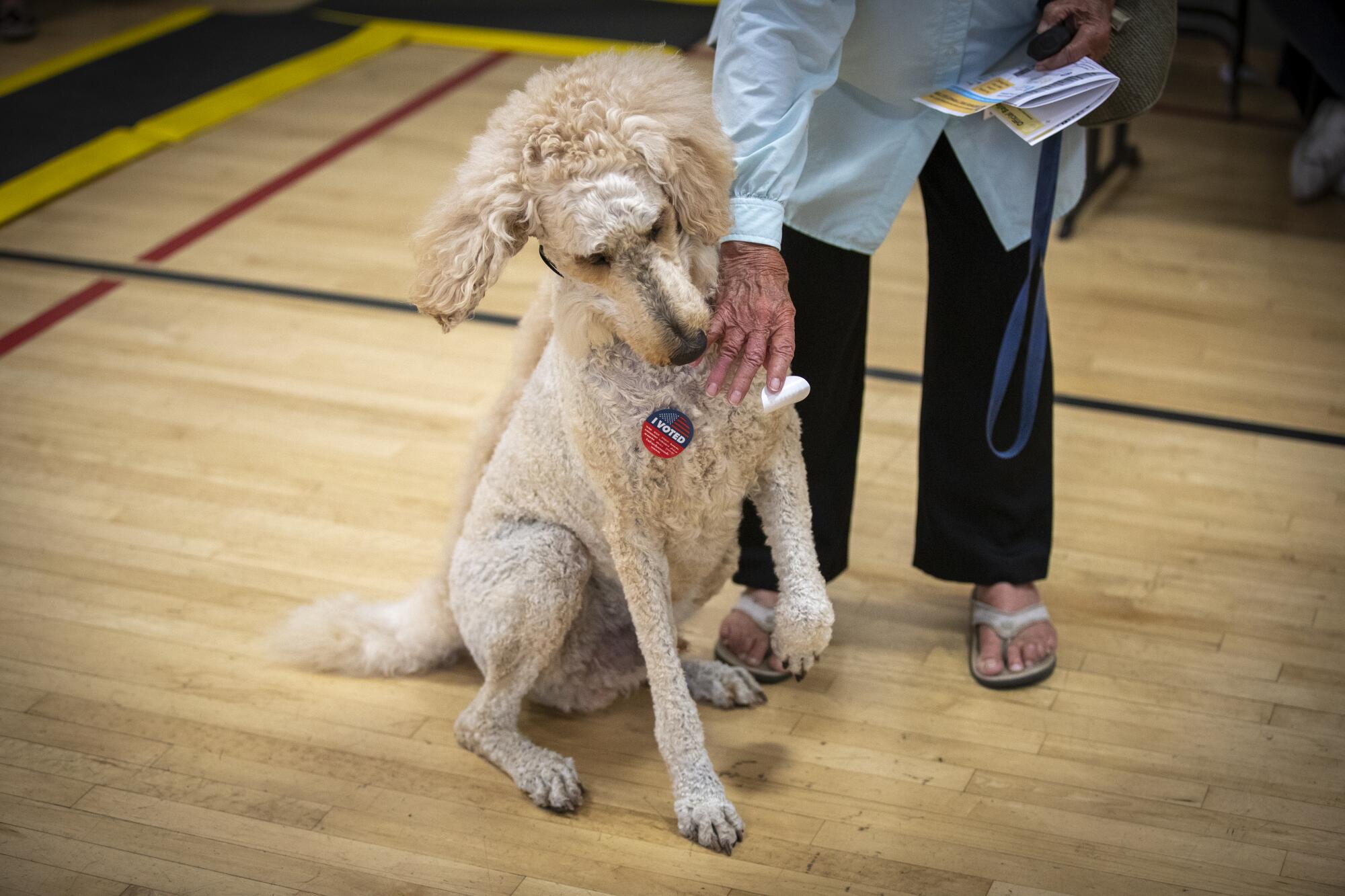 Janice Slattery puts a vote sticker on her poodle, Randy