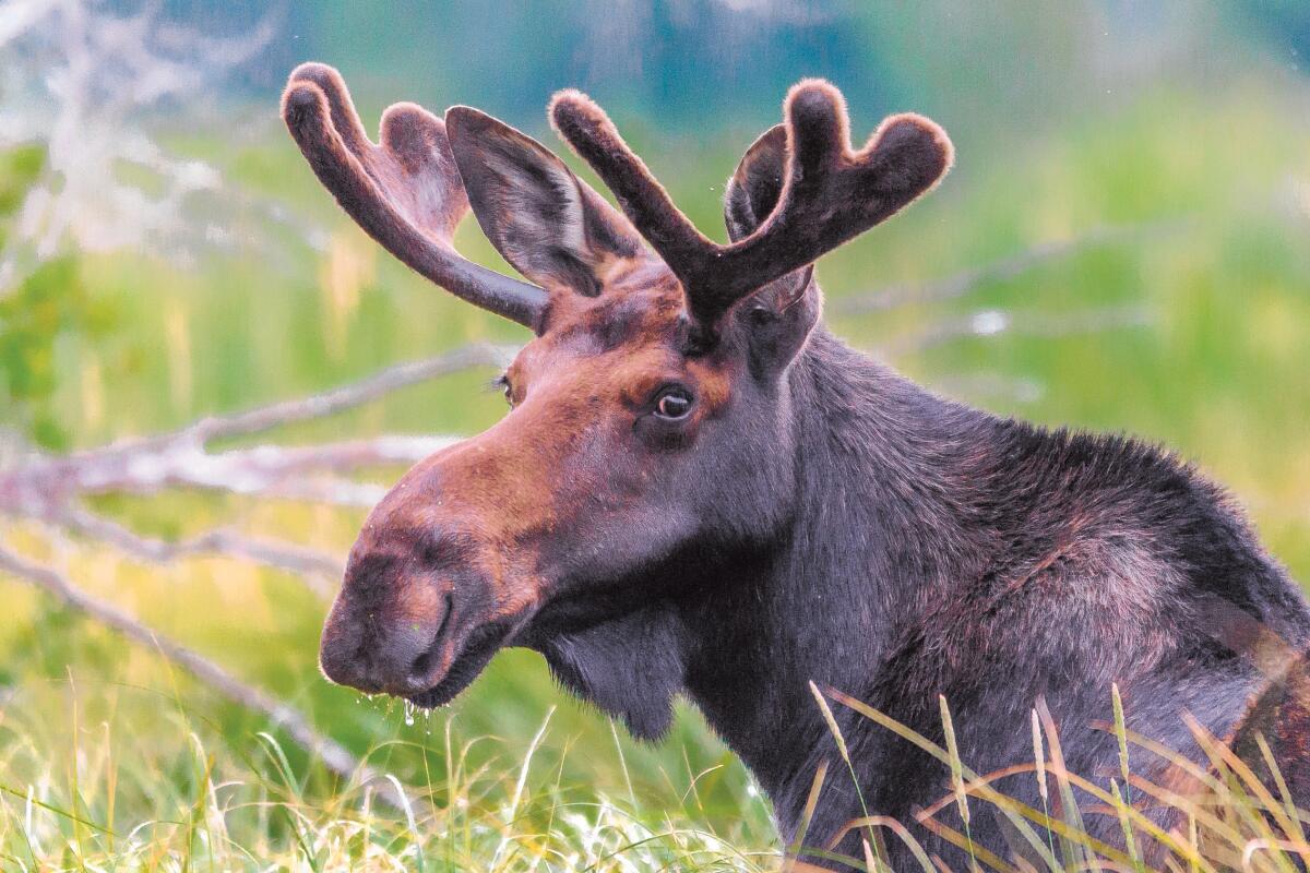 Why is the plural of moose ‘moose’ and not mooses or meese?