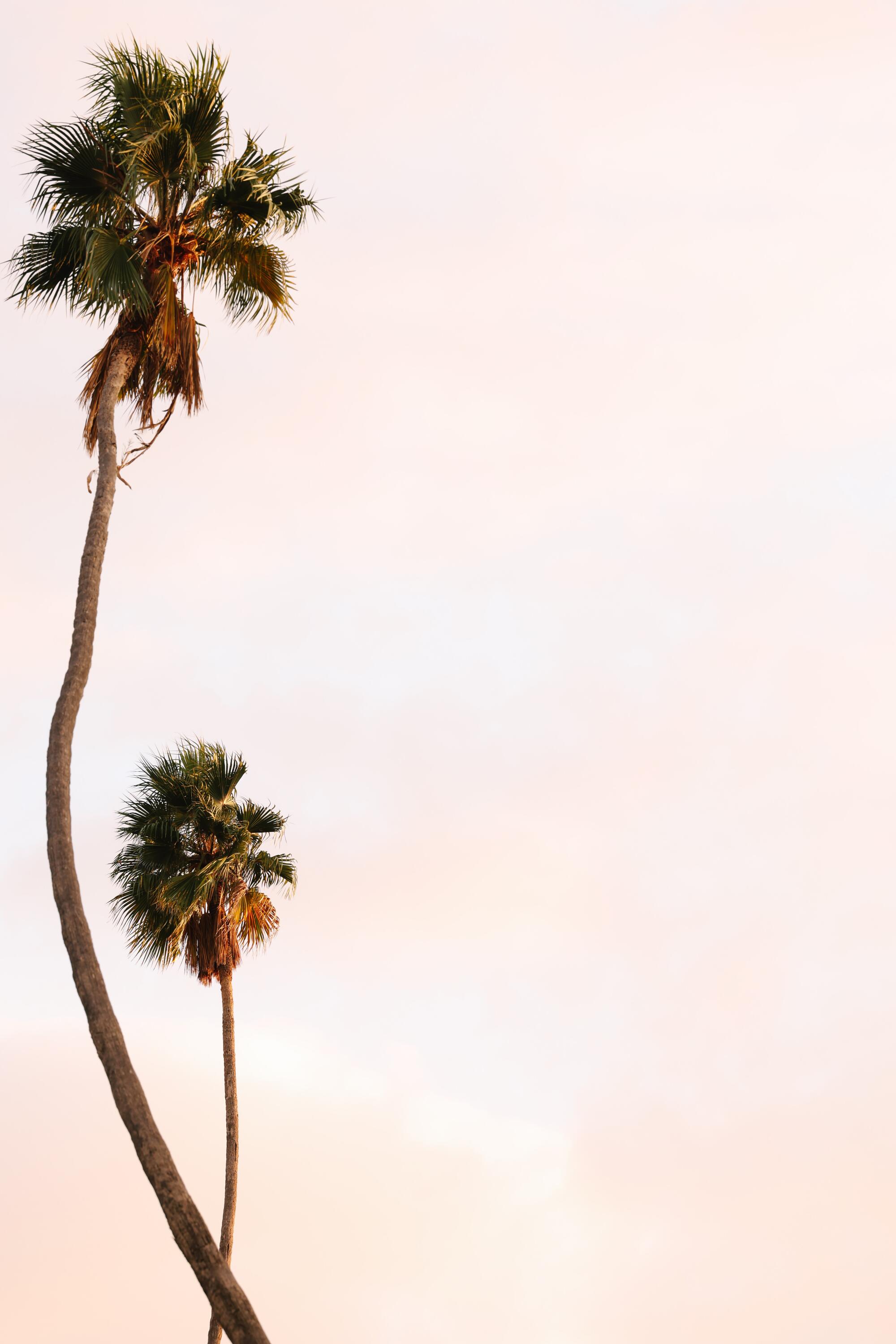 Two palm trees with skinny branches stretch into a peach sky. 