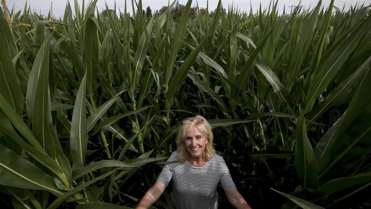 "We're building it and hope they come," Deby Infanger said of her corn maze.