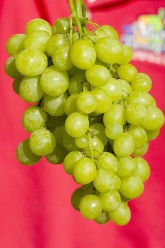 Summer Muscat grapes