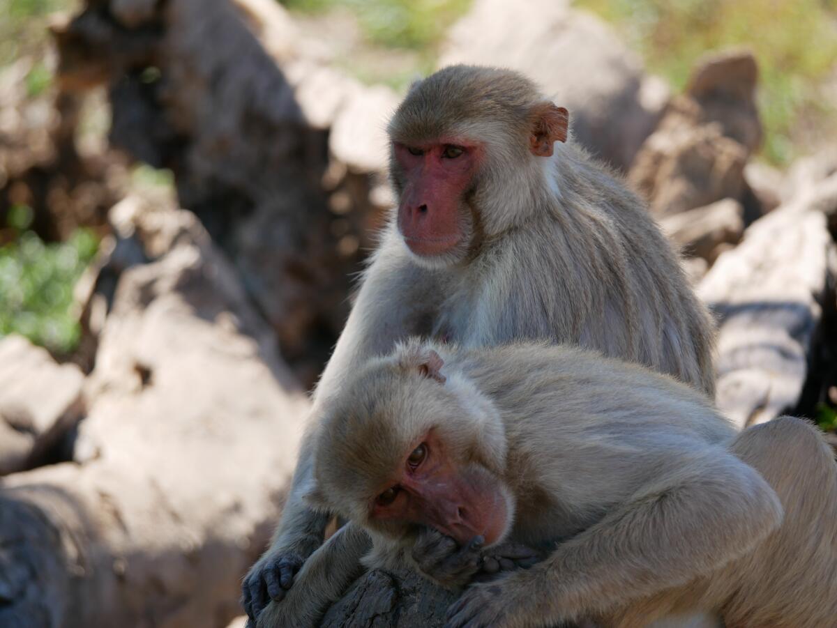 A pair of rhesus macaques relaxes together at a colony in Puerto Rico. 