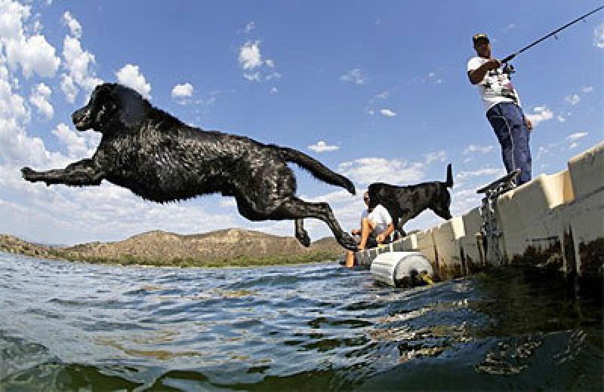 Joe D'Alfio's black Labrador takes a flying leap into the cool water of Vale Lake near Temecula as the early afternoon temperature peaks at 102 degrees Monday.