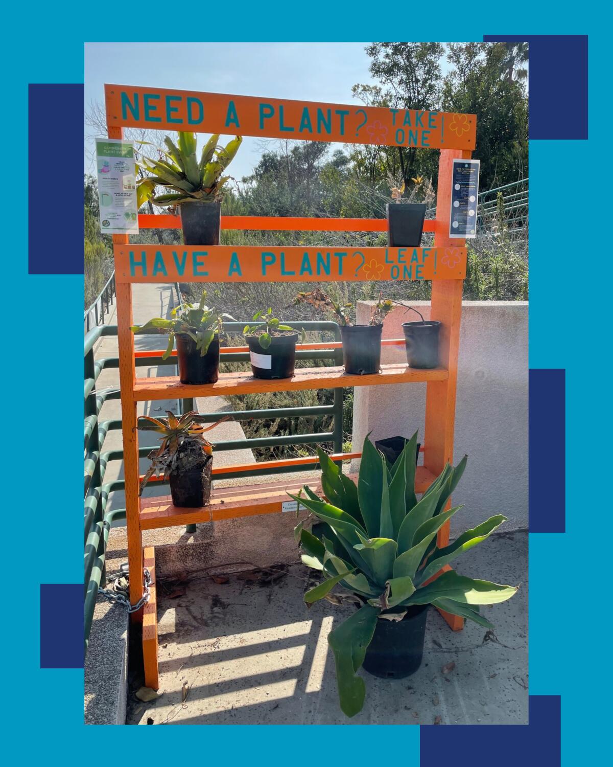 Plants are left on shelves for swapping at Friendship Park in San Pedro.